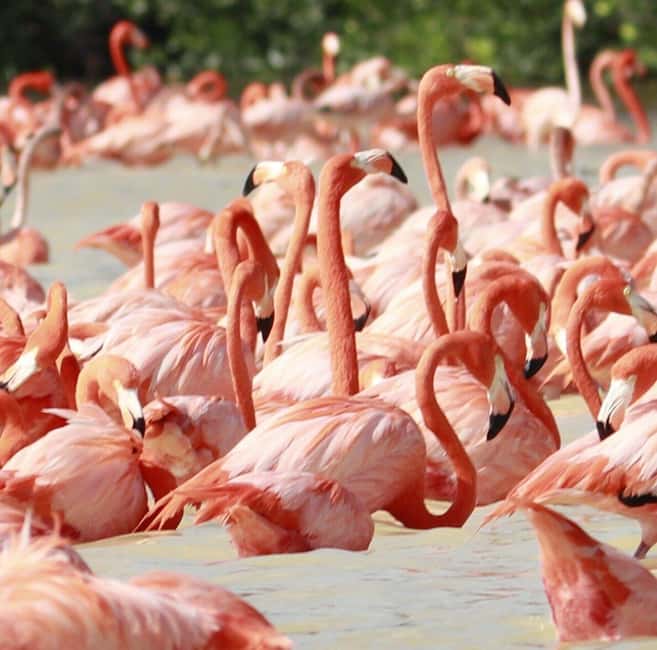 image n.4 of Merida: Celestun Boat Ride Mangrove Experience! Beach Time activity in Celestún, uploaded by supplier
