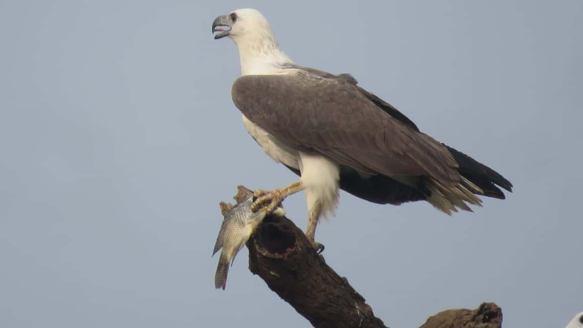 image n.13 of Anuradhapura: Full-Day Wilpattu National Park Private Safari activity in North Central Province, uploaded by supplier