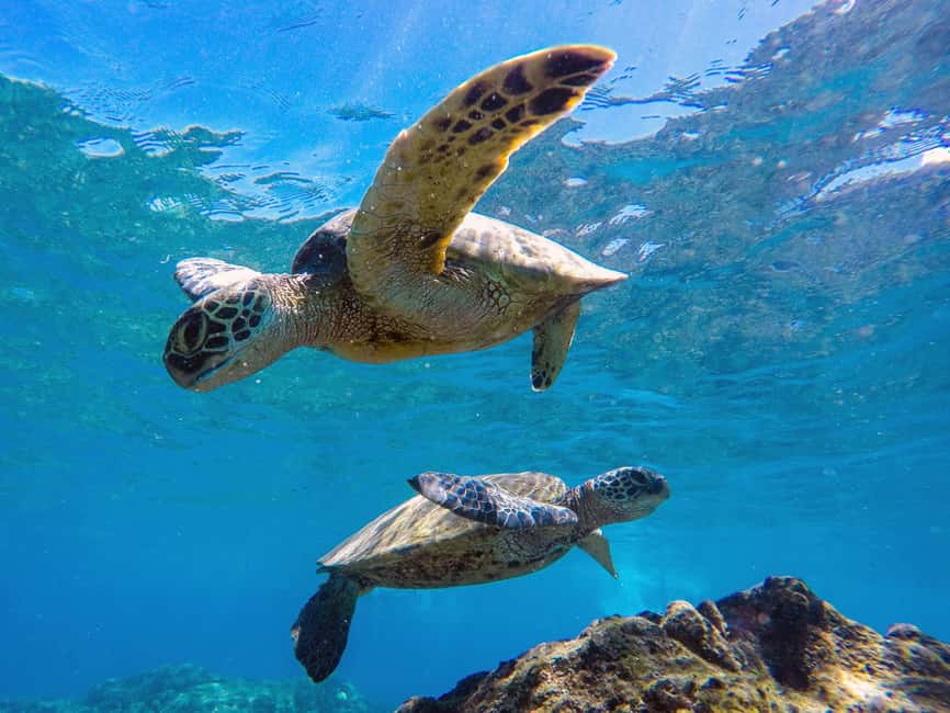 Immagine nº 1 di Muscat: Tour di snorkeling delle isole Daymaniat con rinfresco attività a Oman, caricata dal fornitore
