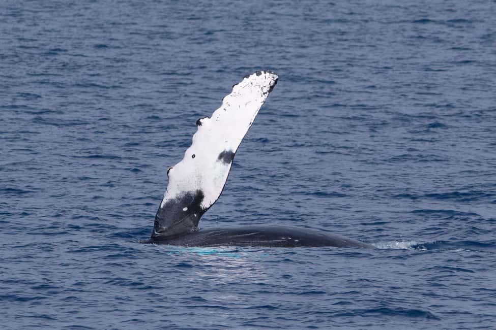 image n.2 of Big Island: Kona Super Raft Whale Watch activity in Kailua-Kona, uploaded by supplier