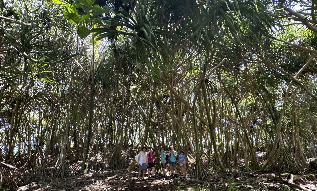 Immagine nº 24 di Escursione alle pozze di marea segrete - Giungla e costa - Privato attività a Pahoa, caricata dal fornitore