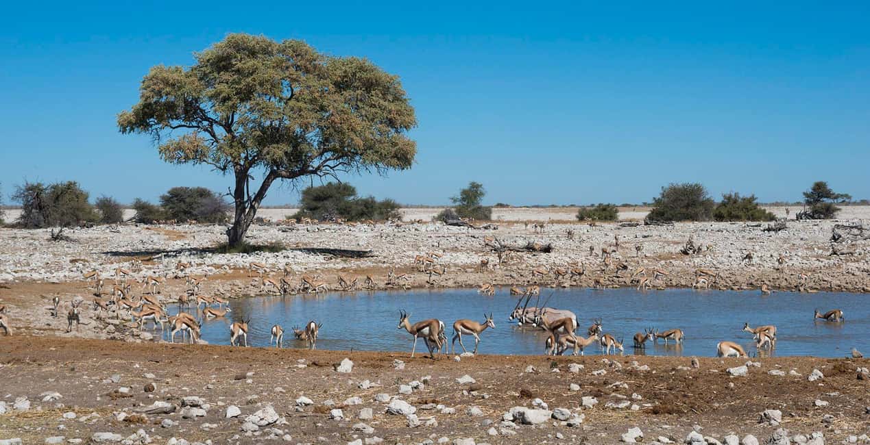 afbeelding n.3 van 3-daagse rondleiding door Etosha Nationaal Park activiteit in Kunene-regio, geüpload door aanbieder