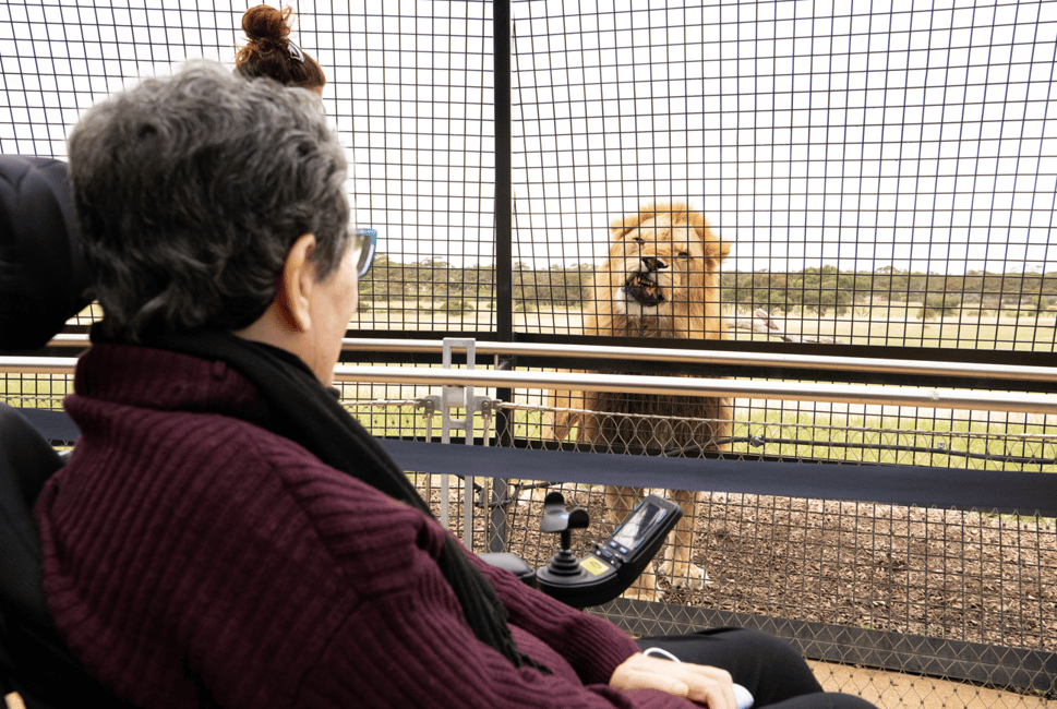 imagen n.º 4 de Experiencia Leones 360 y un día en el Parque Safari Monarto actividad en Murray Bridge, subida por el proveedor
