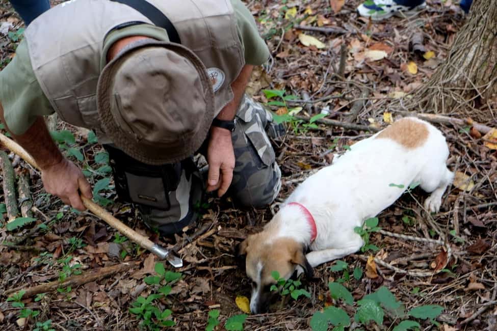 image n.3 of Tuscany: Truffle Hunting and Meal at a Winery activity in Florence, uploaded by supplier