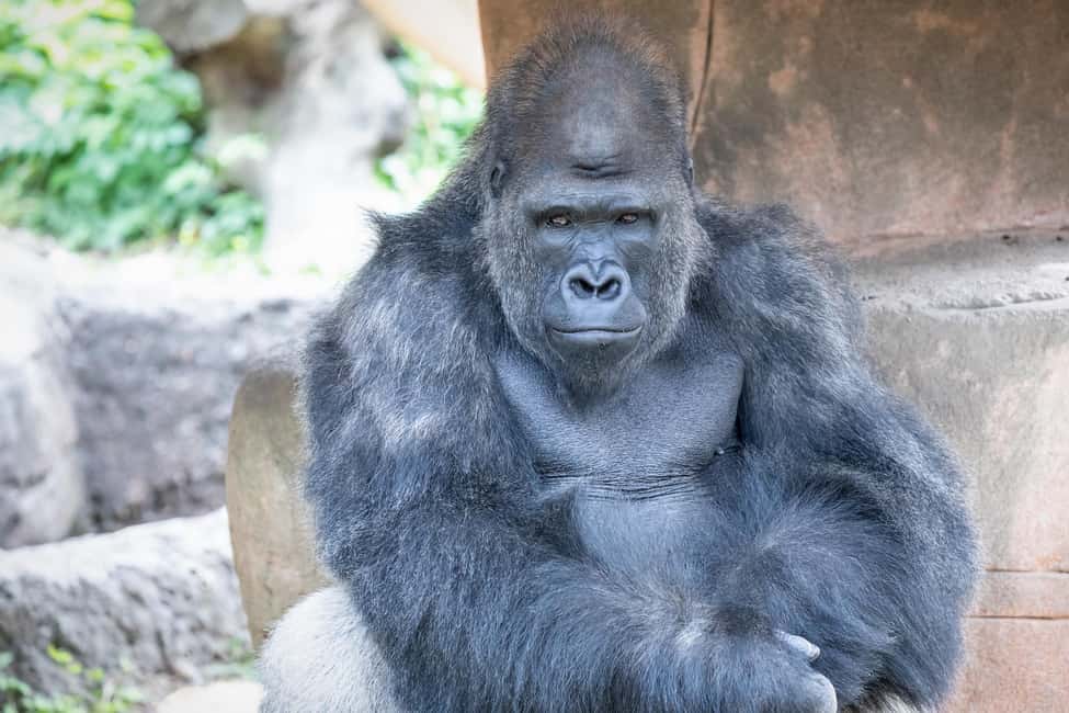 Immagine nº 24 di New Orleans: Biglietto per lo zoo di Audubon e opzione combinata attività a New Orleans, caricata dal fornitore
