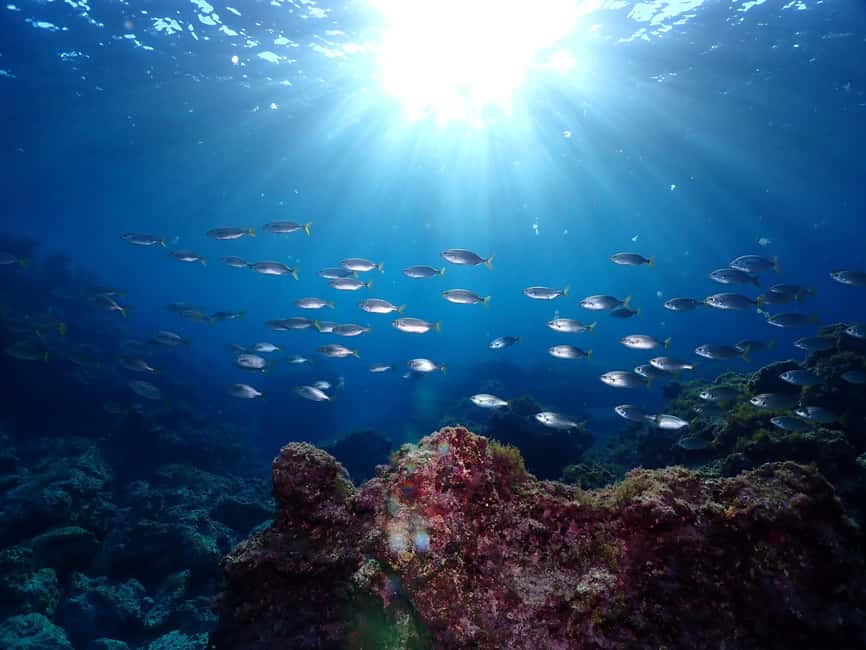 image n.13 of Menorca: Baptism Scuba Diving in Marine Reserve activity in Port d'Addaia, uploaded by supplier