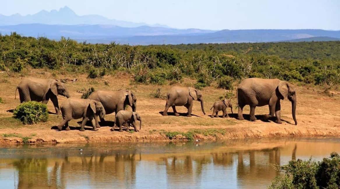 image n.31 of 2-Days Wildlife Safari to Tsavo East & Tsavo West Park activity in Coast Province, uploaded by supplier