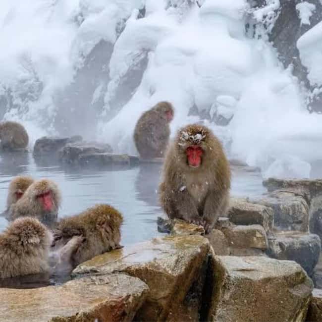 image n.20 of From Tokyo: Private Tour Snow Monkey Park & Zenko-ji Temple activity in Nagano, uploaded by supplier