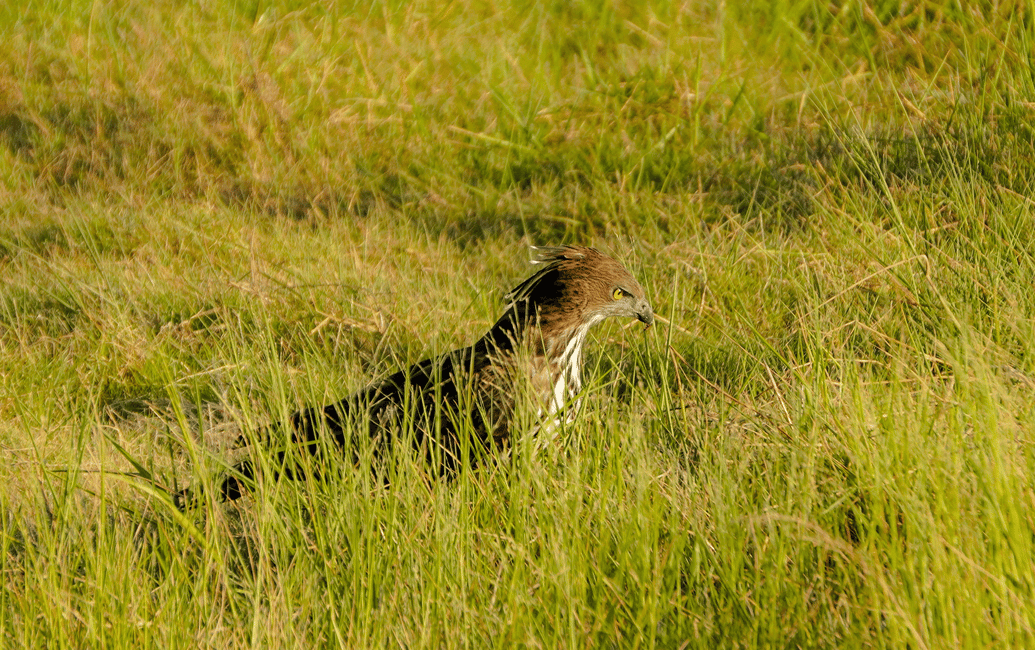imagem n.13 de Minneriya: Safári Privado de Elefantes no Parque Nacional Minneriya atividade em Anuradhapura, carregada pelo fornecedor