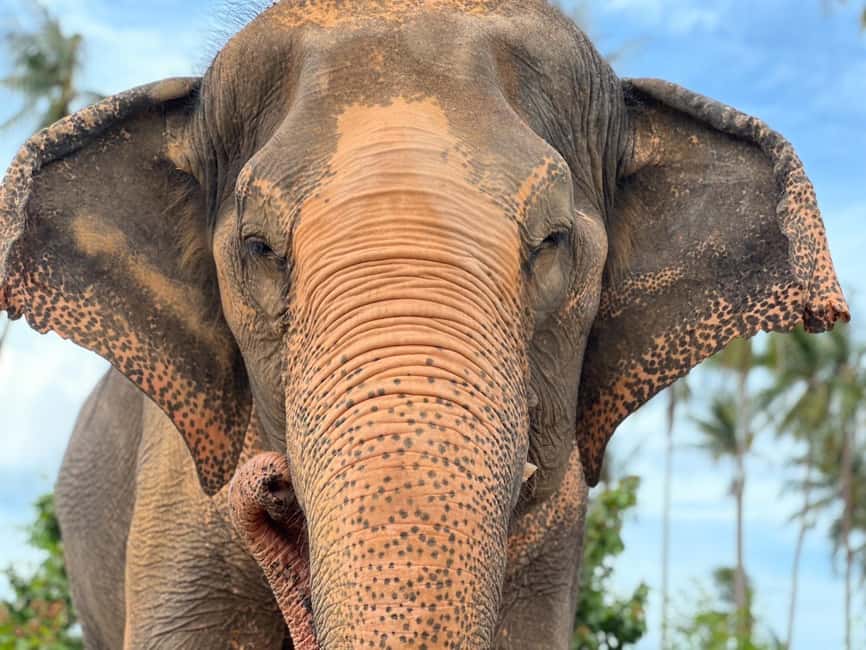 image n.12 of Koh Samui: Ethical Elephant Home Guided Tour with Transfers activity in Surat Thani City, uploaded by supplier