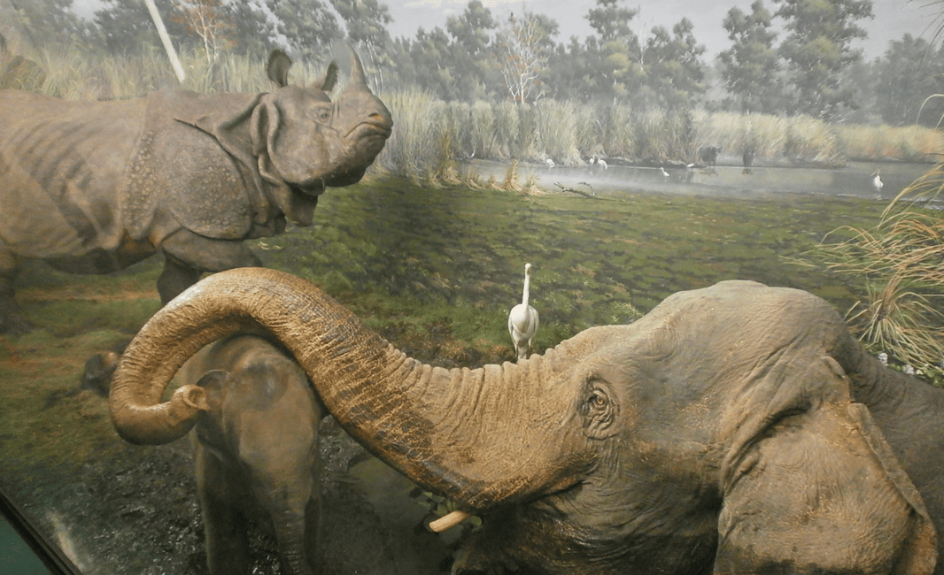 image n.5 of Milan: Natural History Museum Entry Ticket & Audio Guide activity in Milan, uploaded by supplier