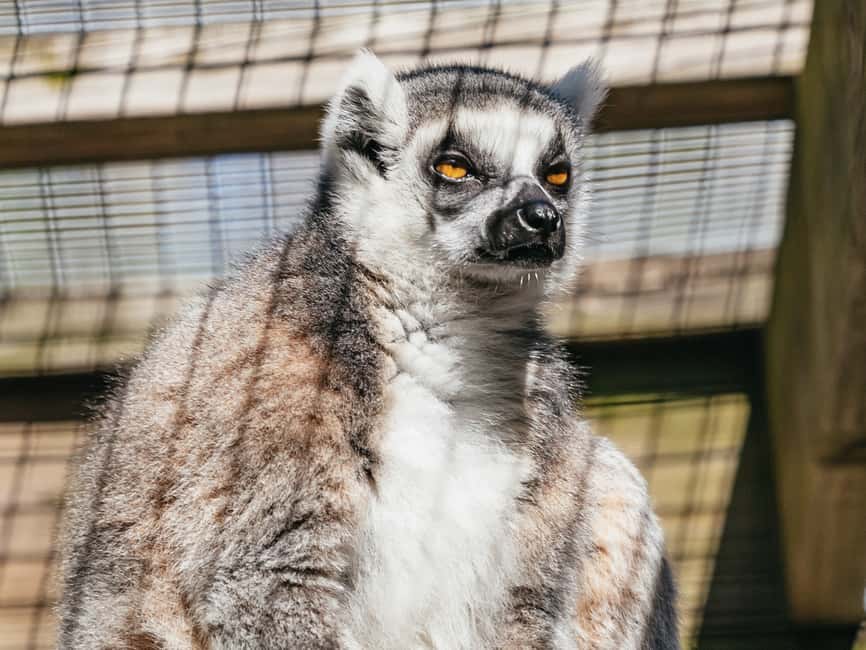 bild n.22 av Orlando: Drive-Thru Safari Park i Wild Florida aktivitet i Florida, uppladdad av leverantör