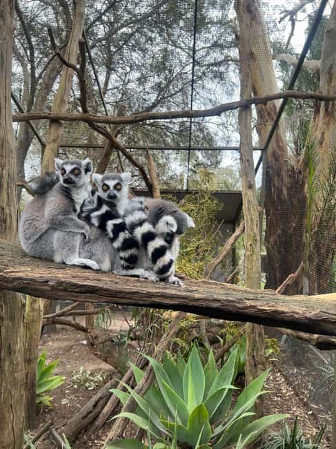 imagen n.º 50 de Desde Adelaida: Abraza a un Koala y Visita Histórica a Hahndorf actividad en Adelaida, subida por el proveedor