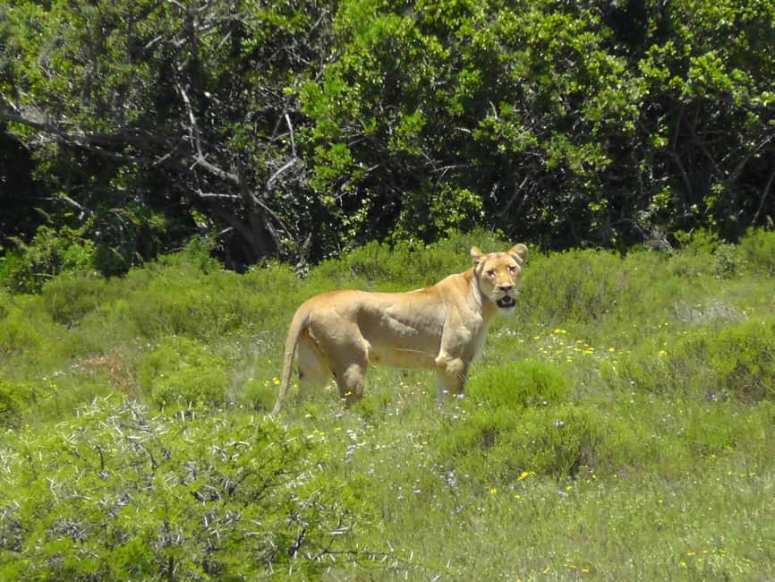 image n.12 of Port Elizabeth:2-Day Schotia Safaris & Addo Wildlife Reserve activity in Eastern Cape, uploaded by supplier