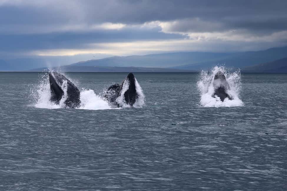 image n.5 of From Dalvik: Arctic Whale Watching in Northern Iceland activity in Northeastern Region, Iceland, uploaded by supplier