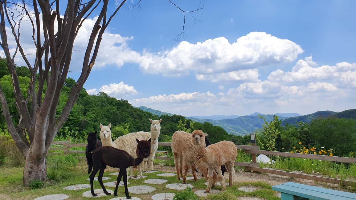 imagem n.3 de Seul: Tour Alpaca/Nami/Jardim da Manhã Calma (+ Bicicleta de comboio) atividade em Gapyeong-gun, carregada pelo fornecedor