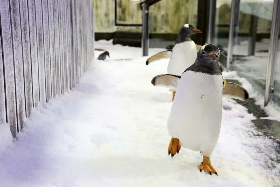 image n.9 of SEA LIFE Sydney Aquarium Entry Ticket activity in Sydney, uploaded by supplier