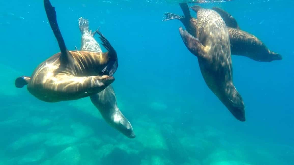 image n.9 of La Paz: Day Cruise & Snorkelling (w/sea lions) Food & Drinks activity in Baja California Sur, uploaded by supplier