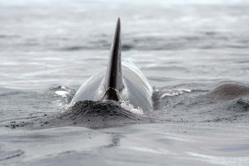 image n.3 of From Alta: Whale and Seabird Cruise activity in Alta, uploaded by supplier