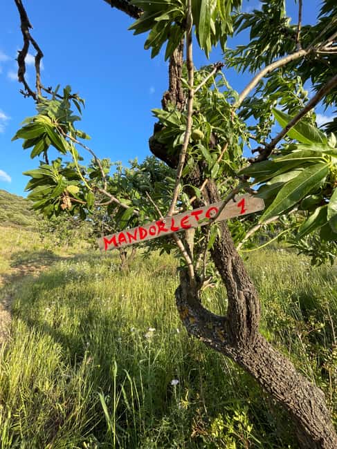 image n.3 of Near Cagliari: Almond Blossom Magic at "In Our Garden" (new) activity in Quartu Sant'Elena, uploaded by supplier