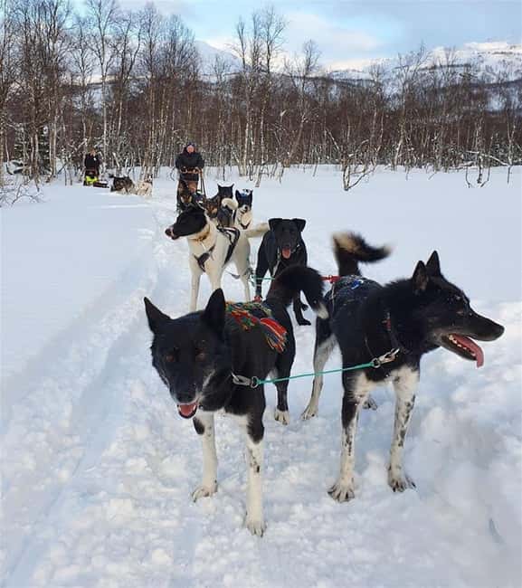 Obraz nr 3 z atrakcji Narvik: Jazda psim zaprzęgiem z Husky Isogaisa w Narwik, przesłany przez organizatora