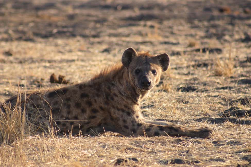 image n.4 of Victoria Falls, Chobe day trip and devils pool combo activity in Victoria Falls Town, uploaded by supplier