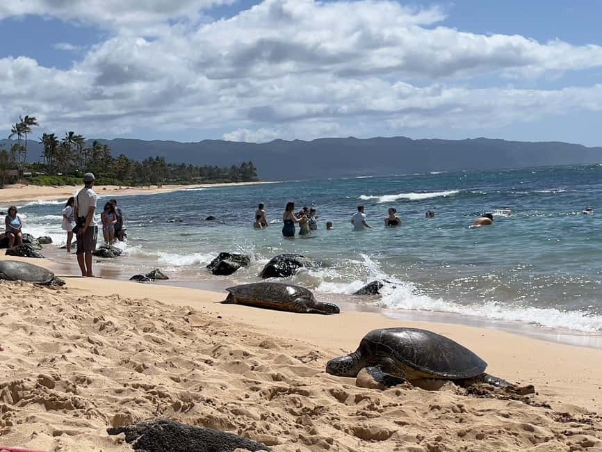 Immagine nº 26 di Oahu: Tour privato - Isola del Cerchio - personalizzabile attività a Honolulu, caricata dal fornitore
