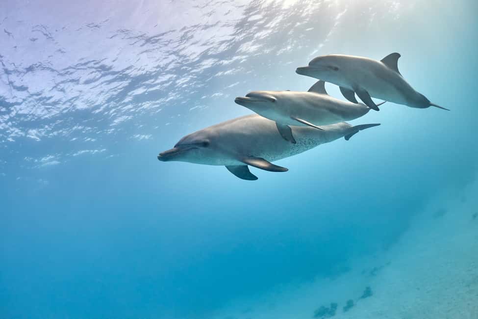 image n.40 of Hurghada: Dolphin & Coral Reef Snorkeling Tour with Lunch activity in Hurghada, uploaded by supplier