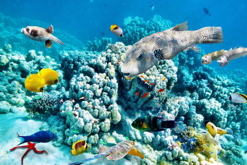 Immagine nº 54 di Hurghada: Escursione di un giorno a Orange Bay con sport acquatici e pranzo attività a Governatorato del Mar Rosso, caricata dal fornitore