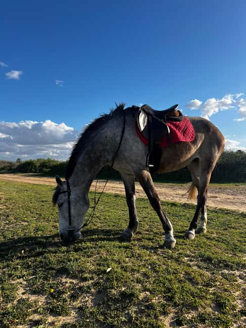 Image N°17 de Sousse/Monastir : excursion privée à cheval avec transfert activité à Monastir, publiée par le prestataire