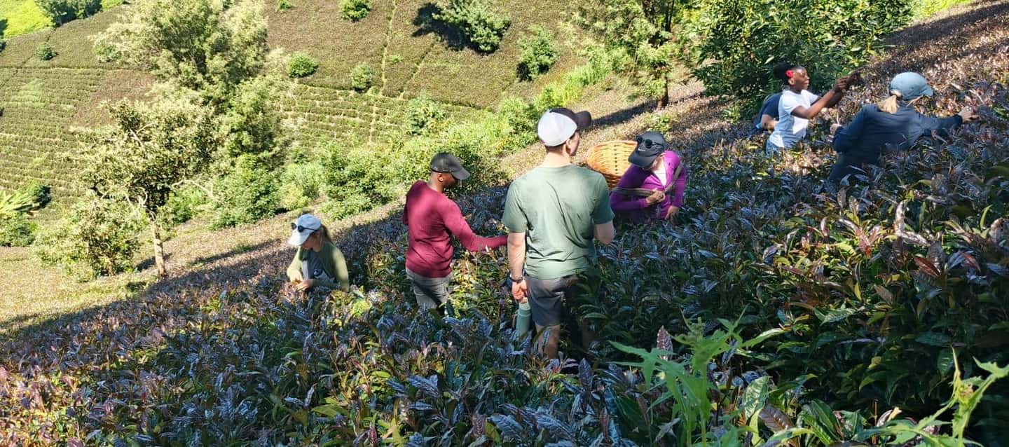 image n.13 of Purple Tea Farm Tour from Nairobi - Explore Gatura Greens activity in Thika, uploaded by supplier