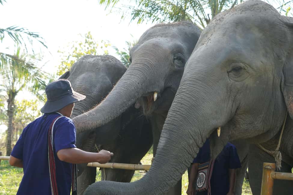 imagen n.º 4 de Desde Bangkok: Excursión de un día al santuario de elefantes Living Green actividad en Provincia de Chon Buri, subida por el proveedor