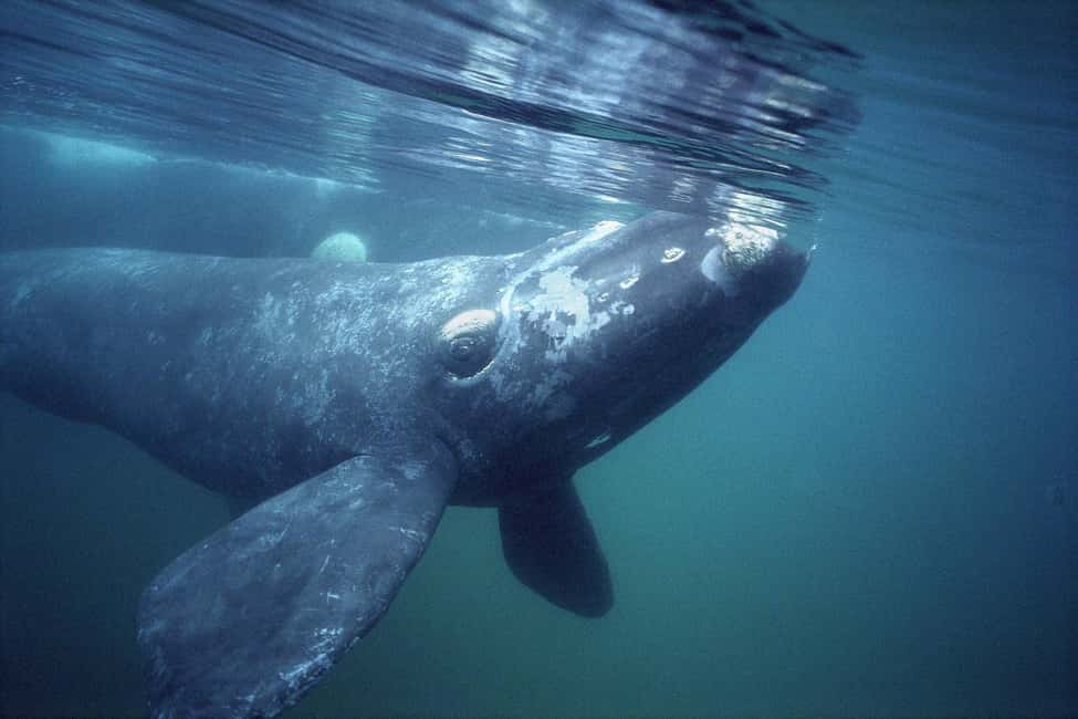 Bild Nr. 26 von Puerto Piramides: Walbeobachtungstour mit dem Boot Aktivität in Argentinien, hochgeladen vom Anbieter