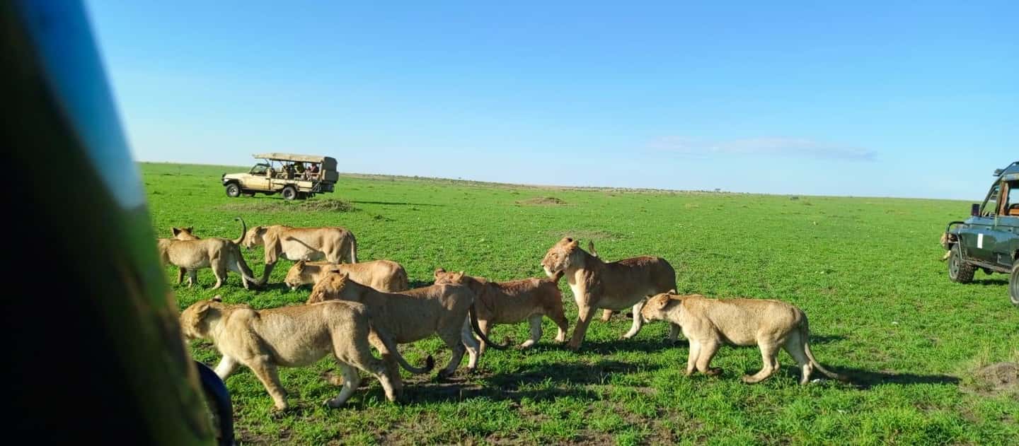 image n.16 of From Nairobi to Masai Mara Reserve & Village visit Day trip activity in Central Kenya, uploaded by supplier