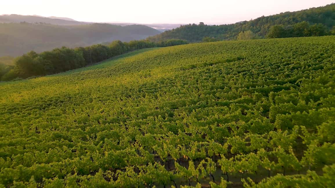 Immagine nº 8 di Firenze: Tour privato del Chianti, Montalcino e Montepulciano attività a Firenze, caricata dal fornitore