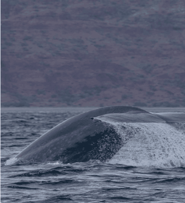 image n.2 of Loreto: Whale Watching Cruise with Transfers and Lunch activity in Baja California, uploaded by supplier