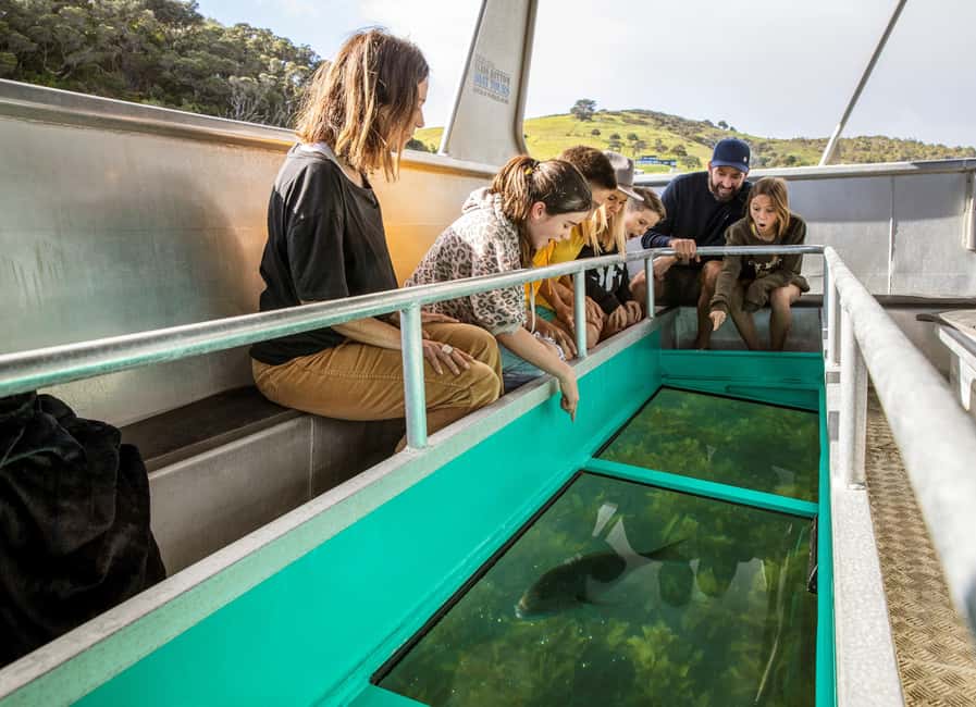 billede nr.8 af aktiviteten Goat Island: Bådtur med glasbund i Auckland, uploadet af udbyder