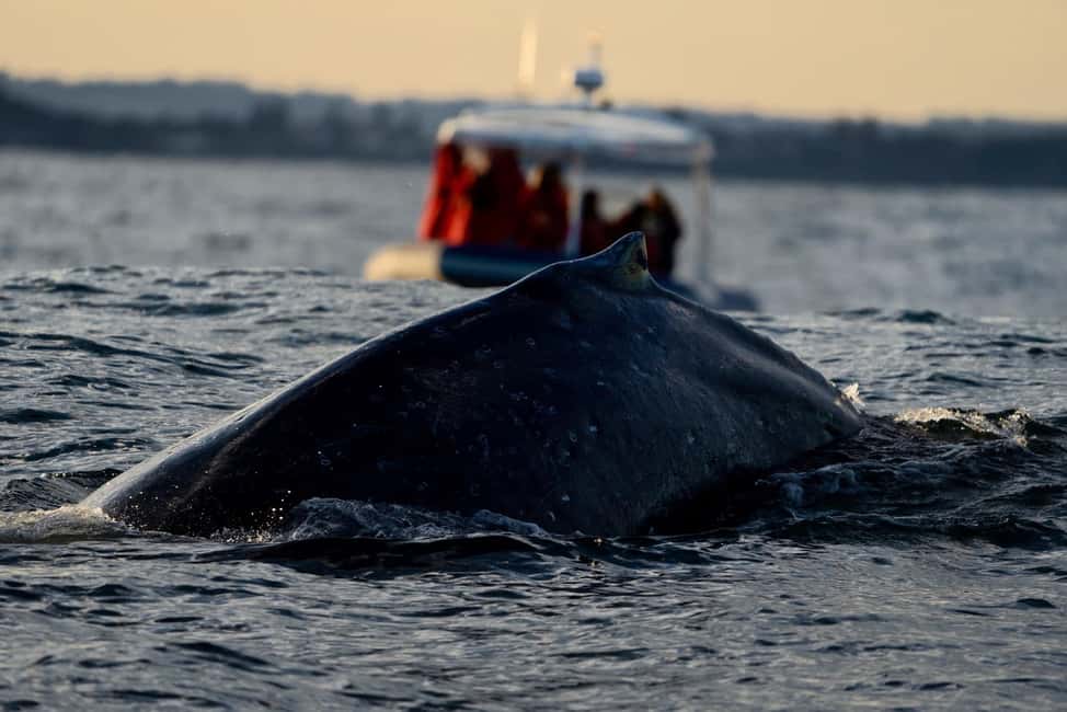 image n.14 of Byron Bay: Whale Watching Cruise with a Marine Biologist activity in New South Wales, uploaded by supplier