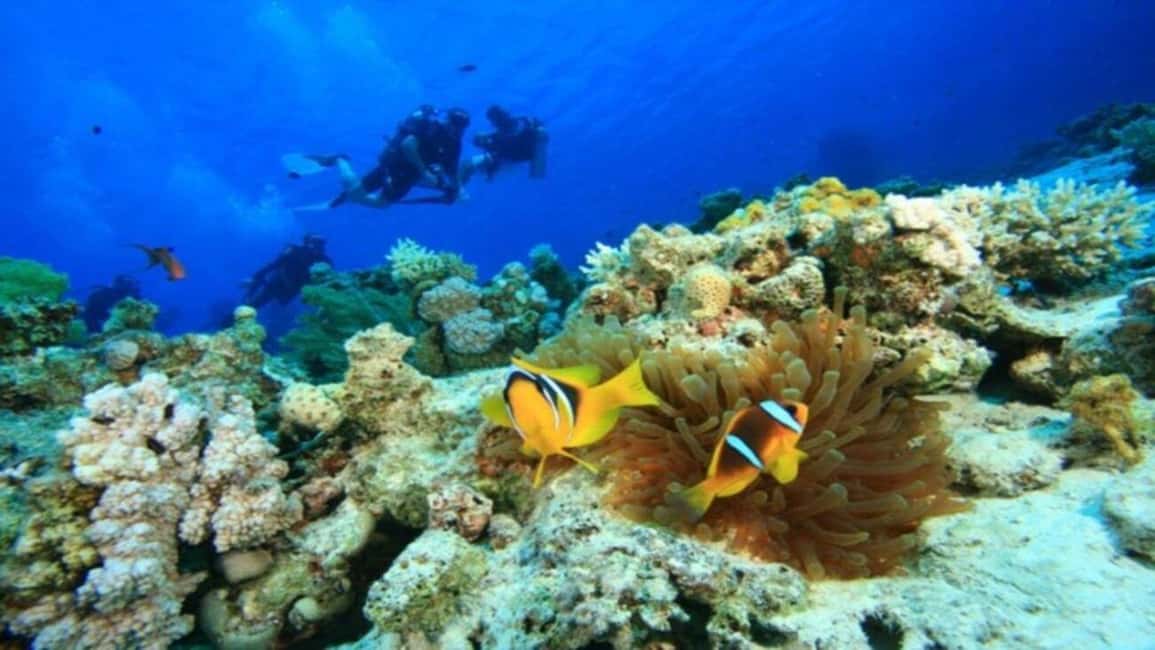 image n.2 of Da Nang/Hoi An:Explore Cham Island and Snorkeling tour 1 Day activity in Hoi An, uploaded by supplier