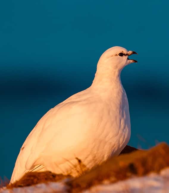 image n.15 of Longyearbyen: Wildlife Safari & Hiking Photography Tour activity in Longyearbyen, uploaded by supplier