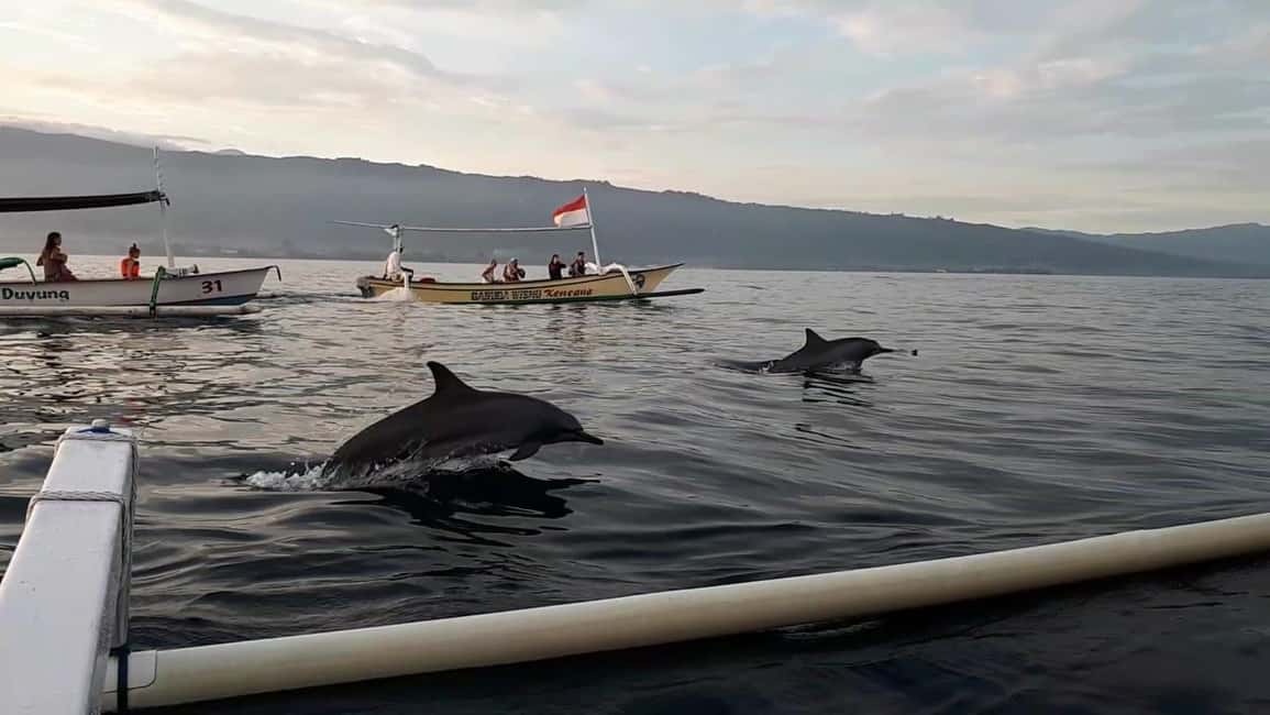 image n.4 of Bali dolphin, swim & snorkeling in Lovina Bali activity in Lovina, uploaded by supplier