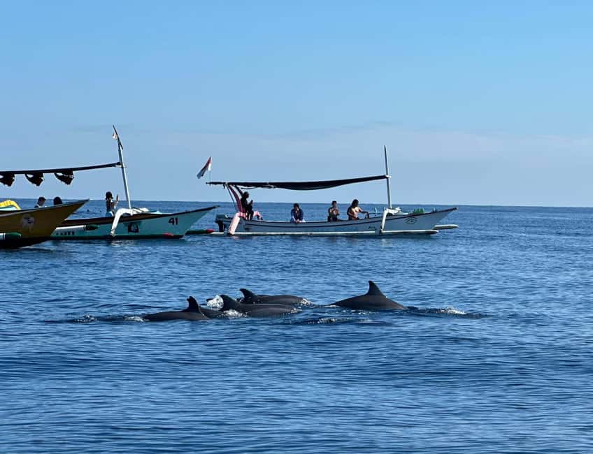 imagem n.8 de Lovina/Bali: Visita de observação de golfinhos, natação e snorkeling atividade em Lovina, carregada pelo fornecedor