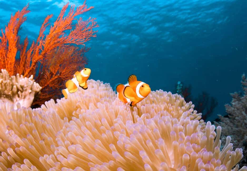image n.7 of Bali Benoa: Lembongan Reef & Water Activities Day Cruise activity in Bali, uploaded by supplier