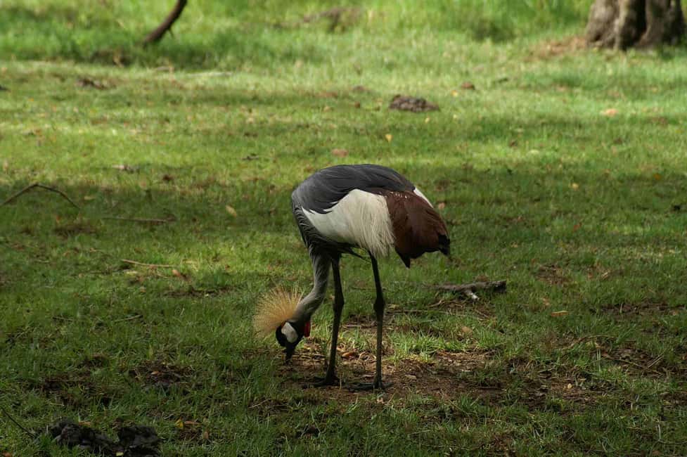 image n.4 of Mombasa: Discovery Day Tour and Haller Park activity in Mombasa, uploaded by supplier