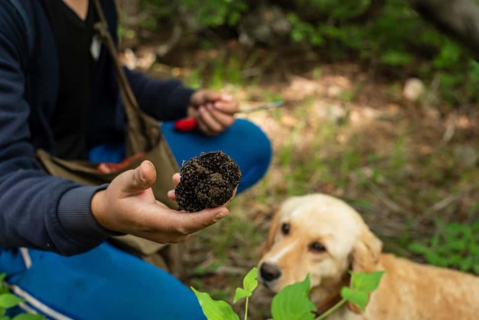image n.8 of Tuscany: Truffle Hunting and Meal at a Winery activity in Florence, uploaded by supplier