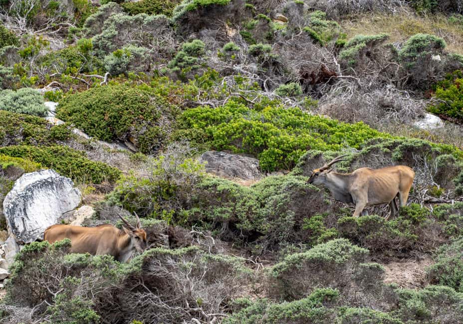 image n.28 of Cape Town: Cape of Good Hope & Penguins Day Tour with Pickup activity in Cape Town, uploaded by supplier