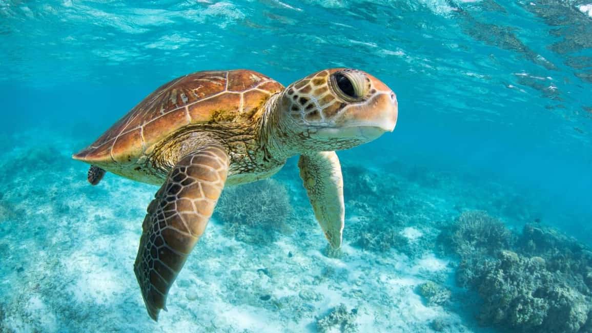afbeelding n.2 van Van Riviera Maya: Tulum, Cenote & Akumal Schildpaddenzwemtocht activiteit in Mérida, geüpload door aanbieder