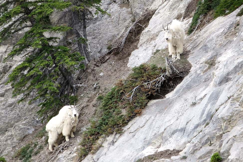 image n.10 of Jasper National Park: Evening or Morning Wildlife Watch Tour activity in Jasper, uploaded by supplier