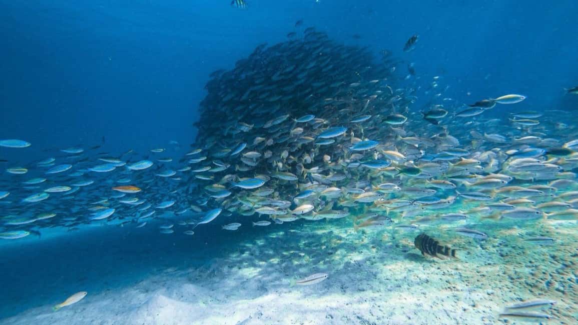 image n.12 of Krabi: 4 Islands Day Trip by Speedboat Including Lunch Box activity in Krabi, uploaded by supplier