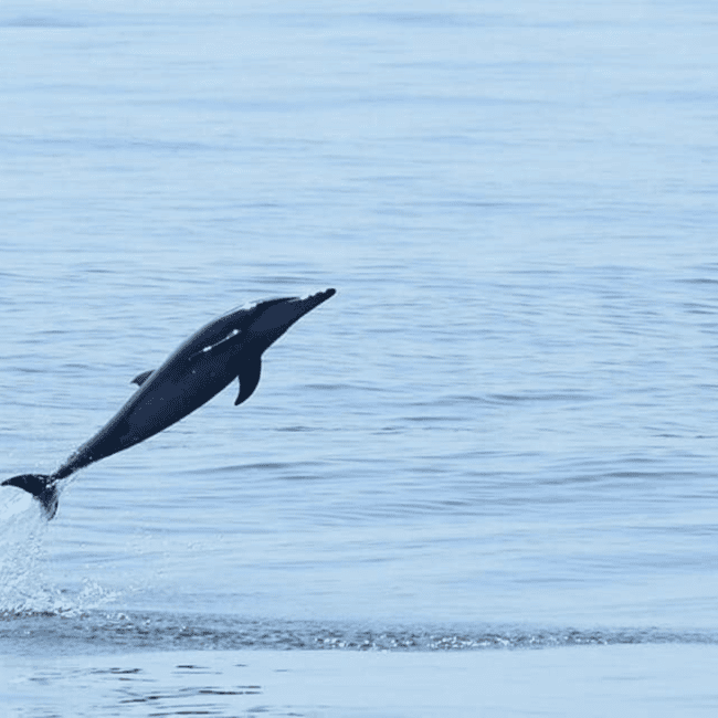 Immagine nº 9 di Muscat: gita in barca per l'osservazione dei delfini con snack e guida locale attività a Mascate, caricata dal fornitore